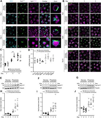 Sterol Metabolism Differentially Contributes to Maintenance and Exit of Quiescence